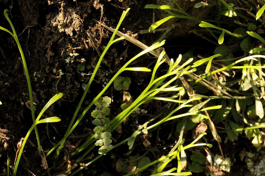 Asplenium septentrionale